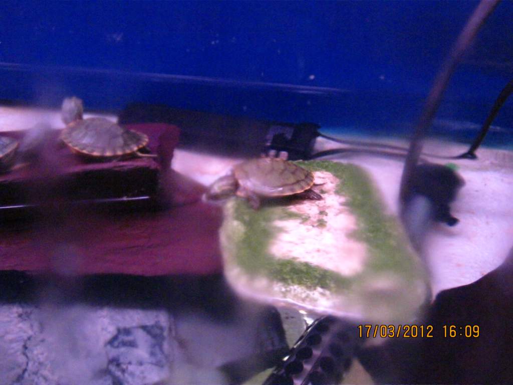 We had a laugh at these, the one on the raft kept going around and around with the current from the filter, each time it passed the others, he/she mad