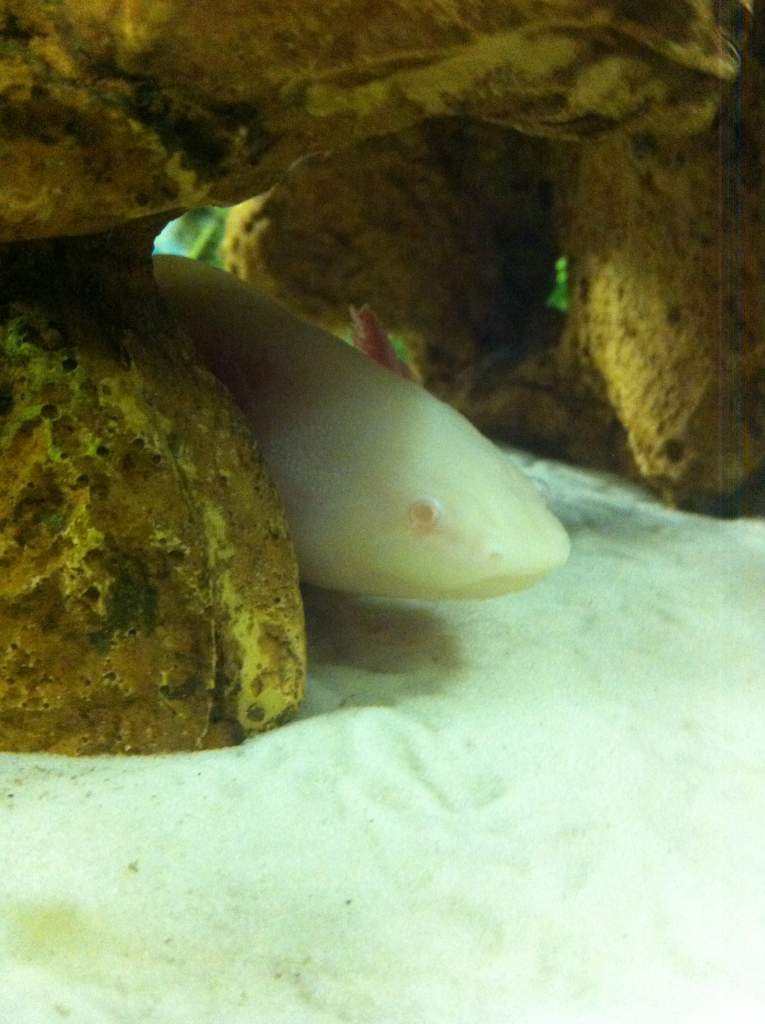 We had to get a new cave because someone got too fat for the old one and refuses to admit it.
