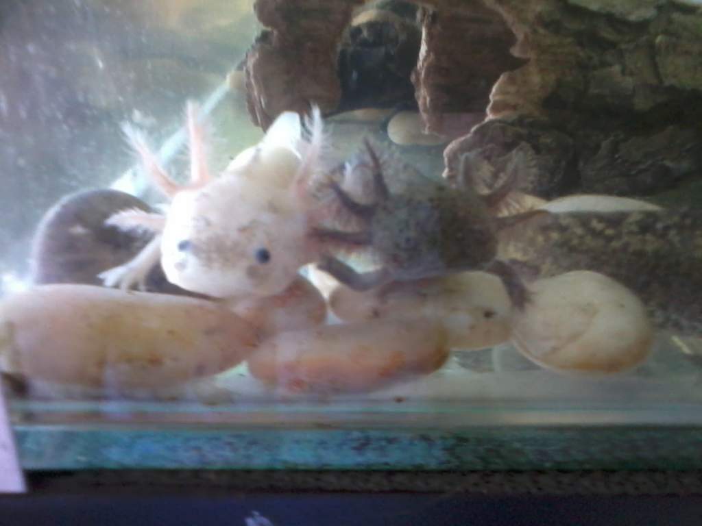 Weasley and Charlie, Charlie has a 'special' leg that grew back backwards so it always looks like he's waving :)