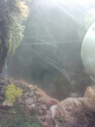 Web in a fog