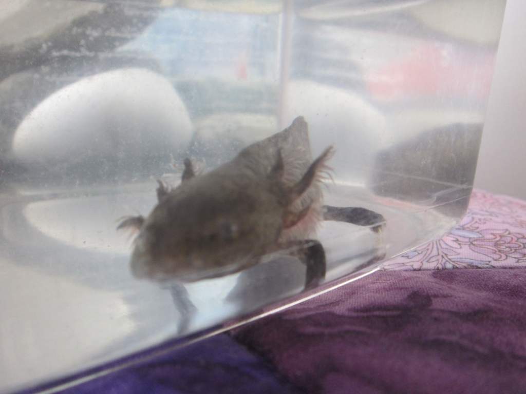 Welcoming Mudkip home (in his hospital tank)