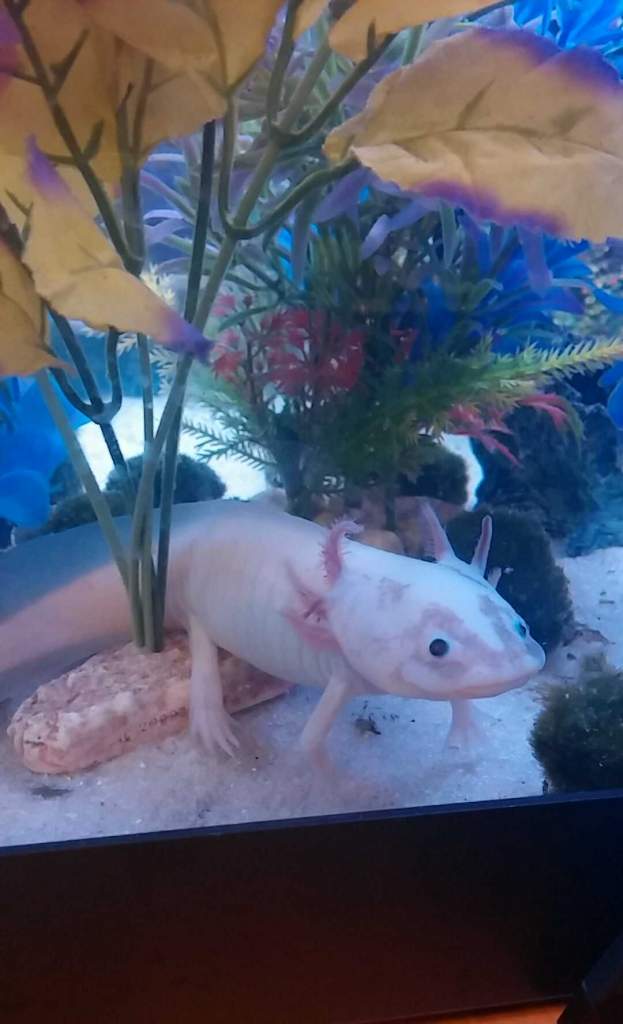 Wentworth, adult female Leucistic
