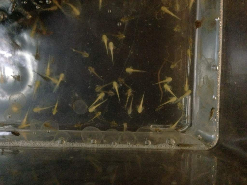 We're freshly hatched and transitioning to our new home.