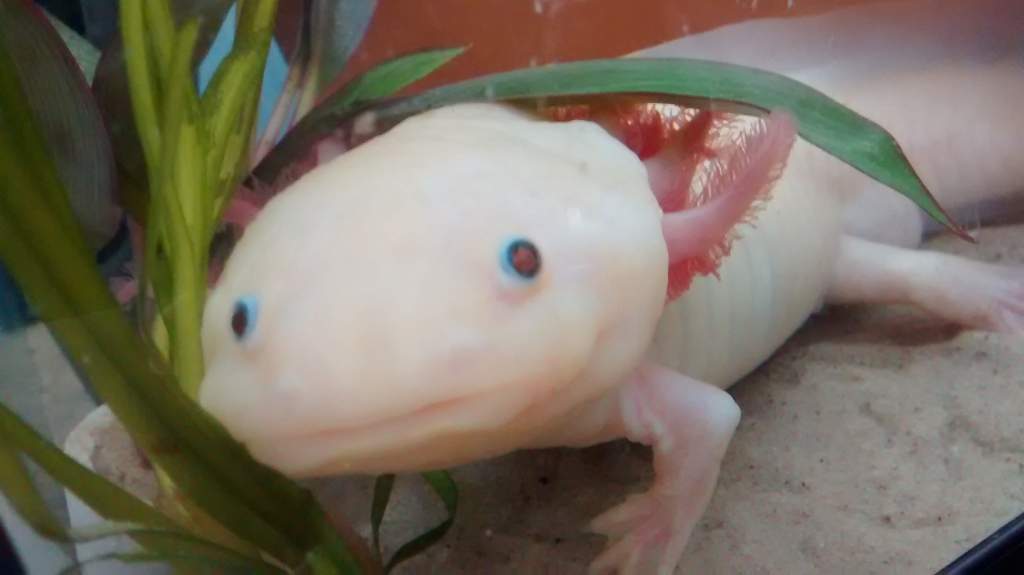 Wesley the Axolotl