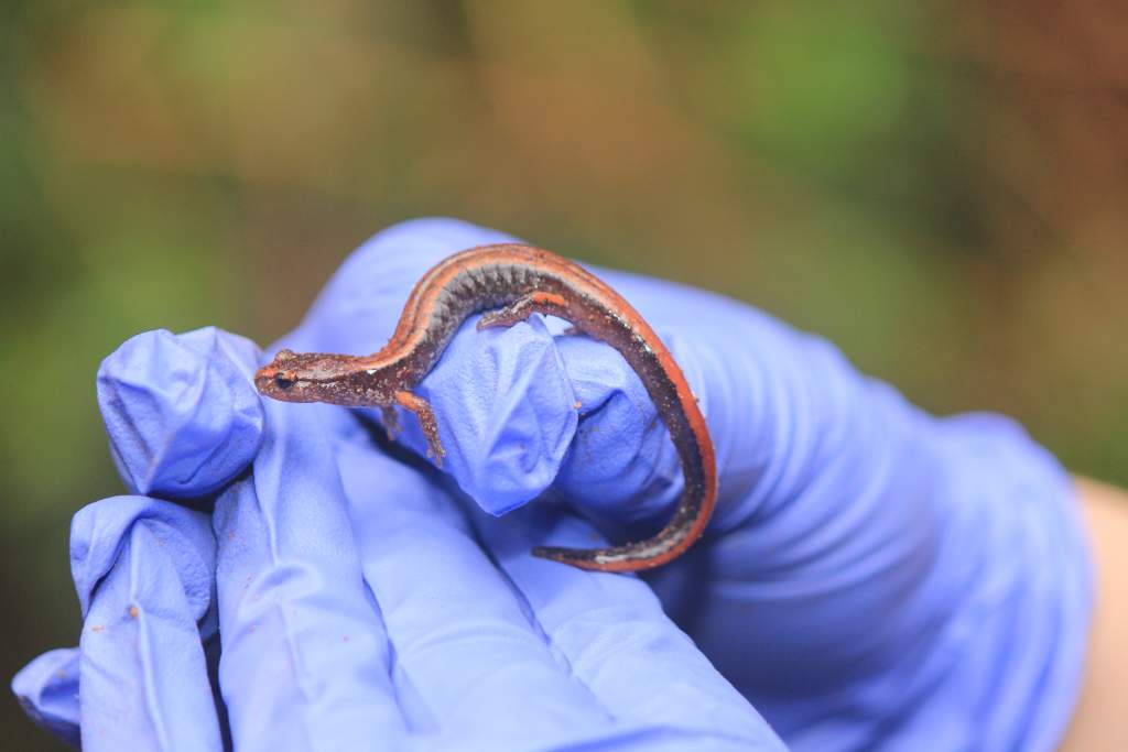Western Red-backed Salamander, Point Defiance Park