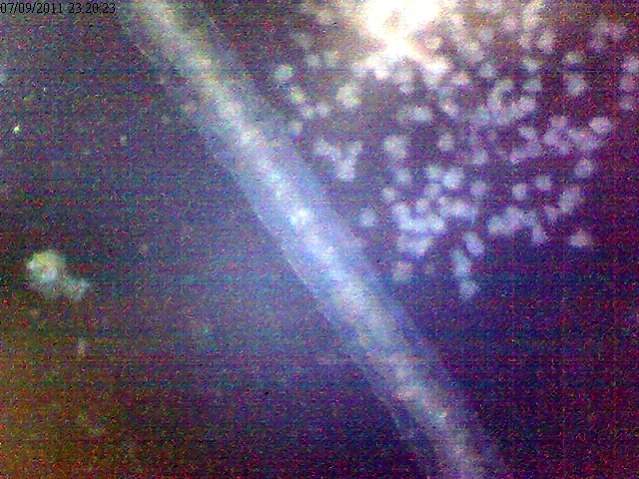 What I believe to be a thread worm next to the Mastigophora on the glass.