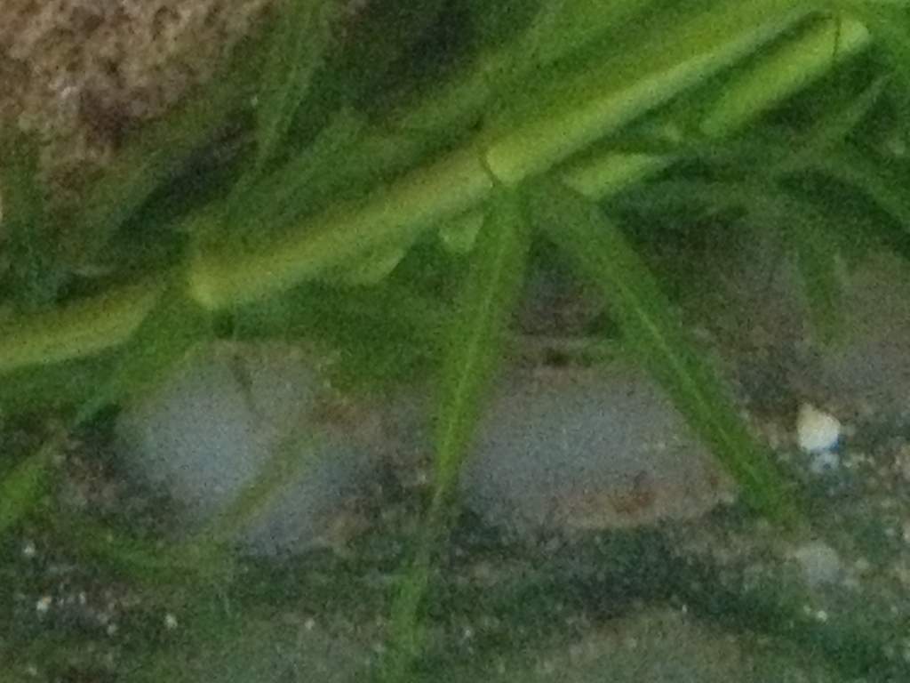 What is this deposited around the tank?