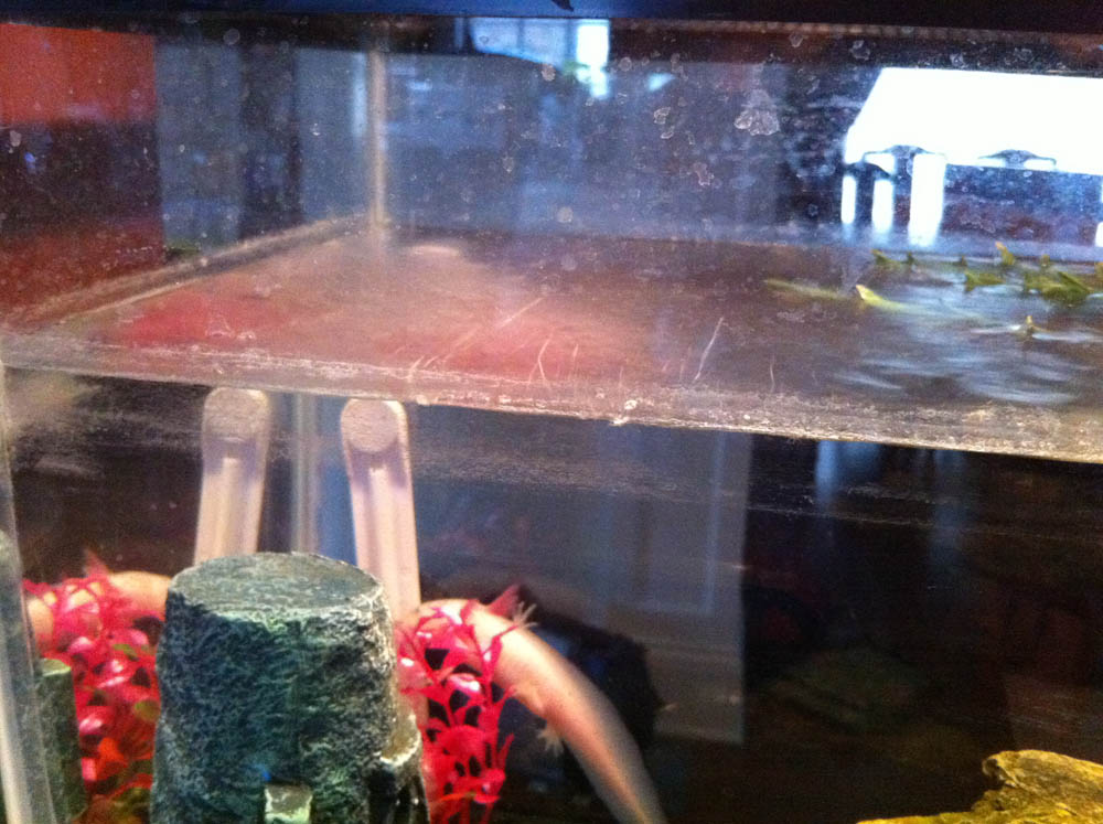 What is this weird film?