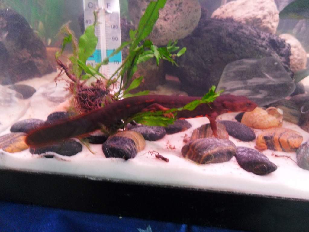 What java fern?