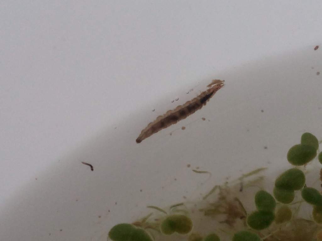 What kind of insect is this?