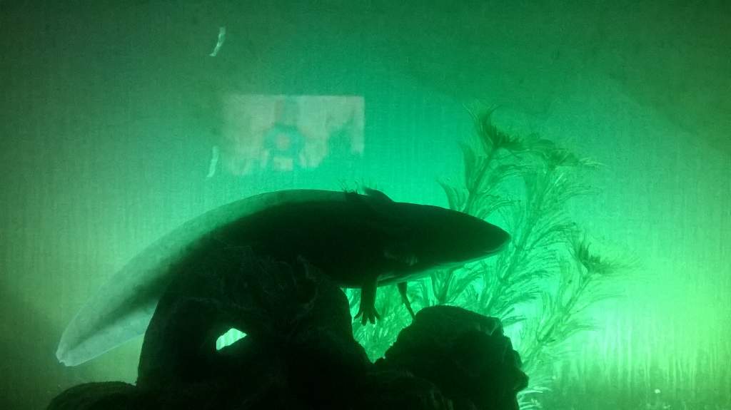 What lurks below