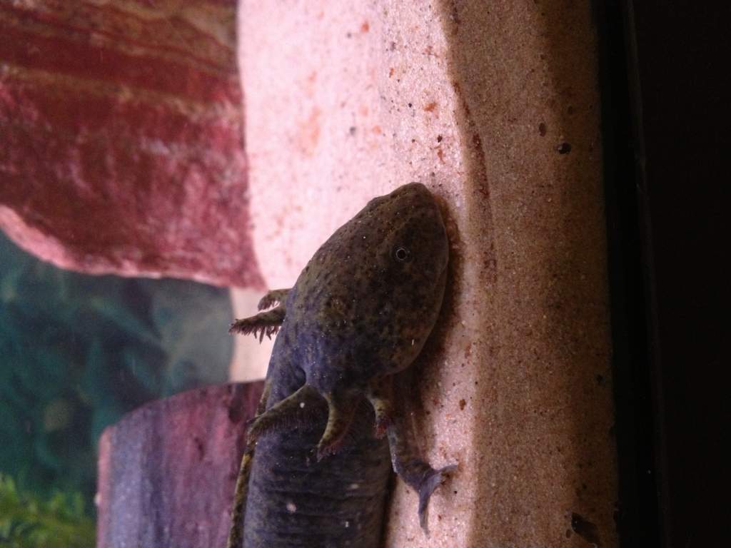 What type is my new axolotl