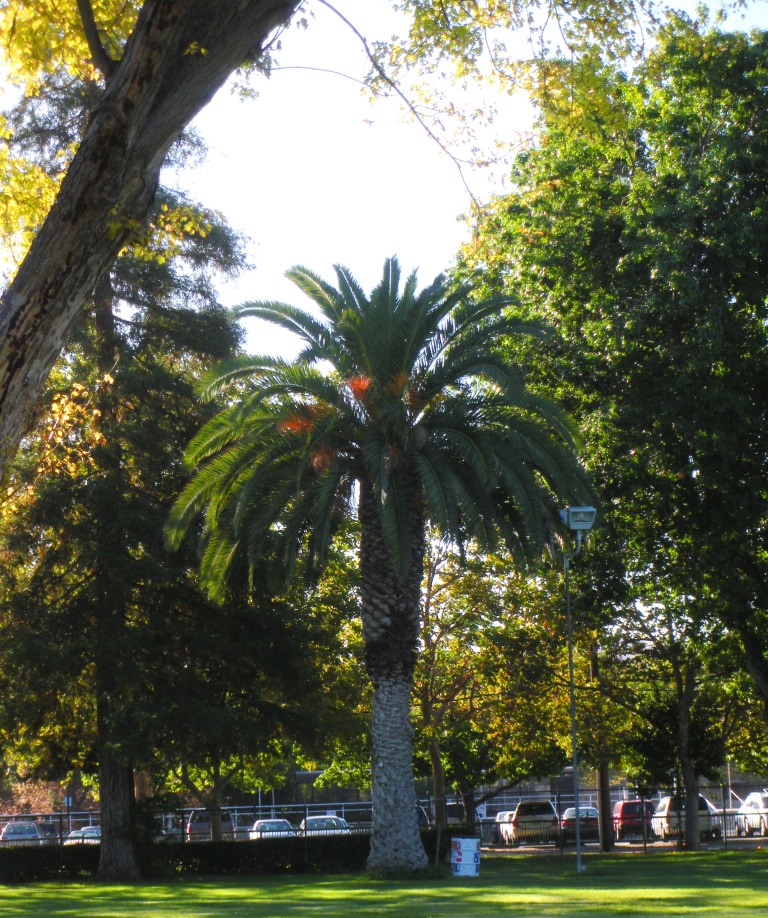 What's Cali without a palm tree?