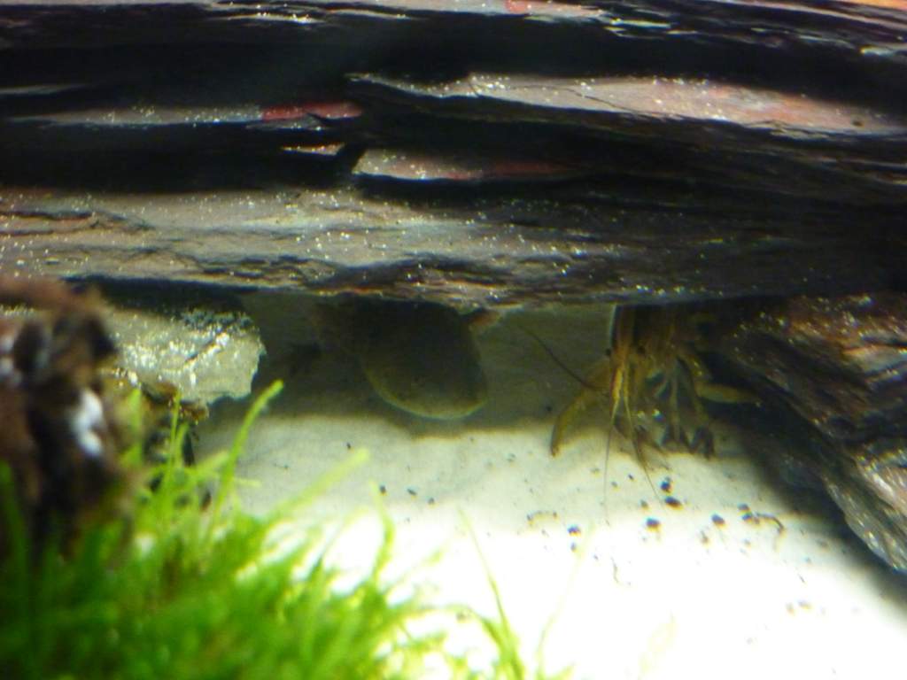 Whats that? Can I eat it?