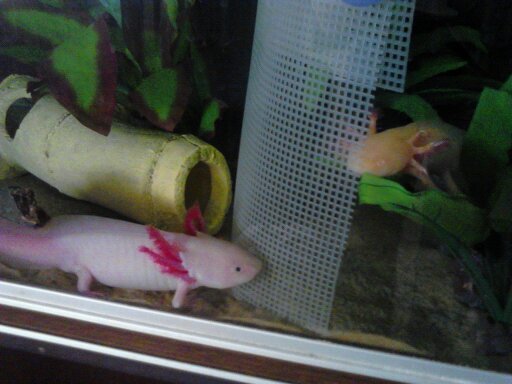 When freckels met speckels
