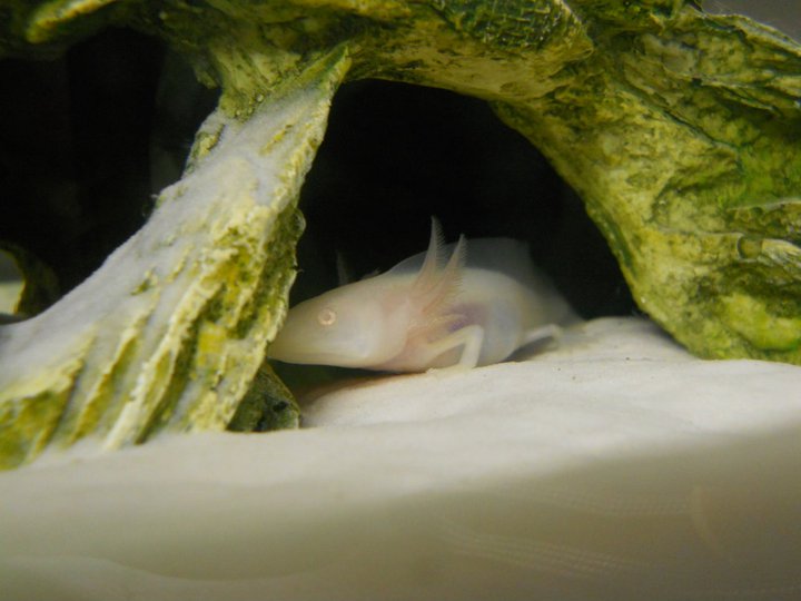 When he used to actually fit comfortably in his cave.