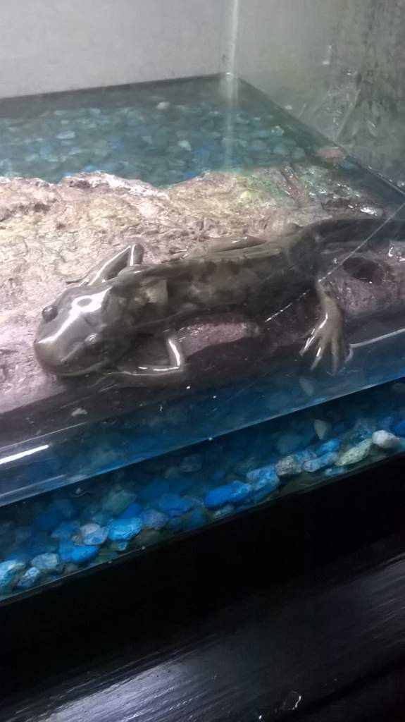 When I first brought him home. He was skin and bones, in the wrong type of habitat.