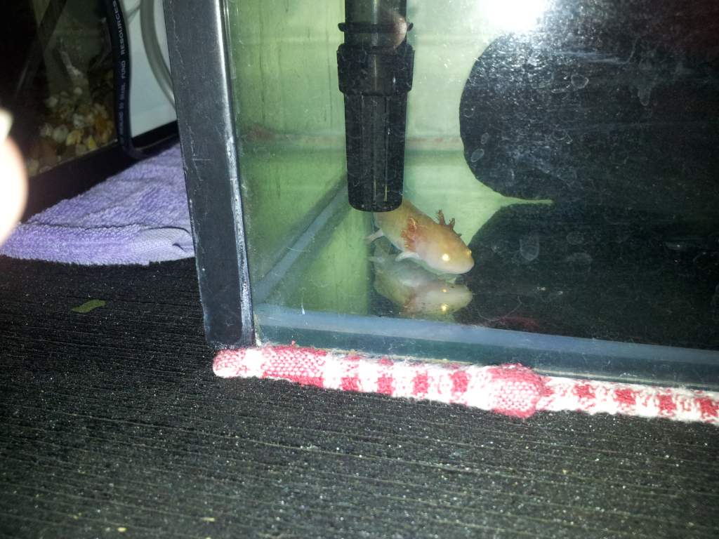 when i first got him.. missing all his legs.