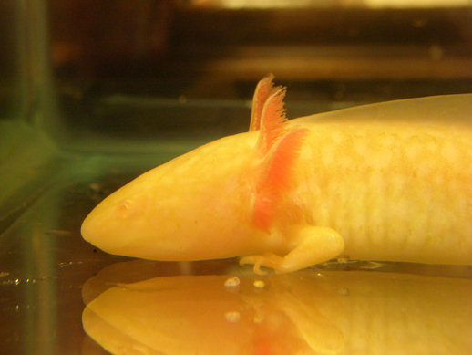 when i first got him, there was nothing in its tank.
but later one i got him substrate.