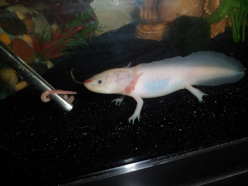 When I got him he had no gills and both back legs were gone.  He was in another tank with 2 larger Axies and apparently they picked on him a lot.  The
