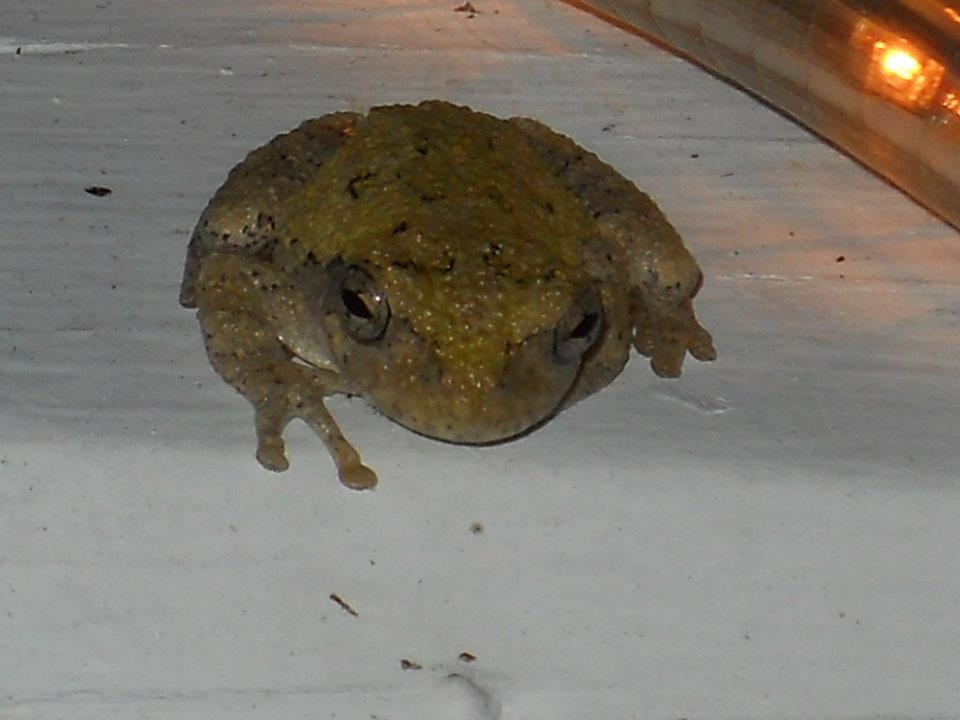 When I had rope lights decorating my porch this guy would hang out on or near it, keeping warm and catching bugs. He stayed on my porch for at least t
