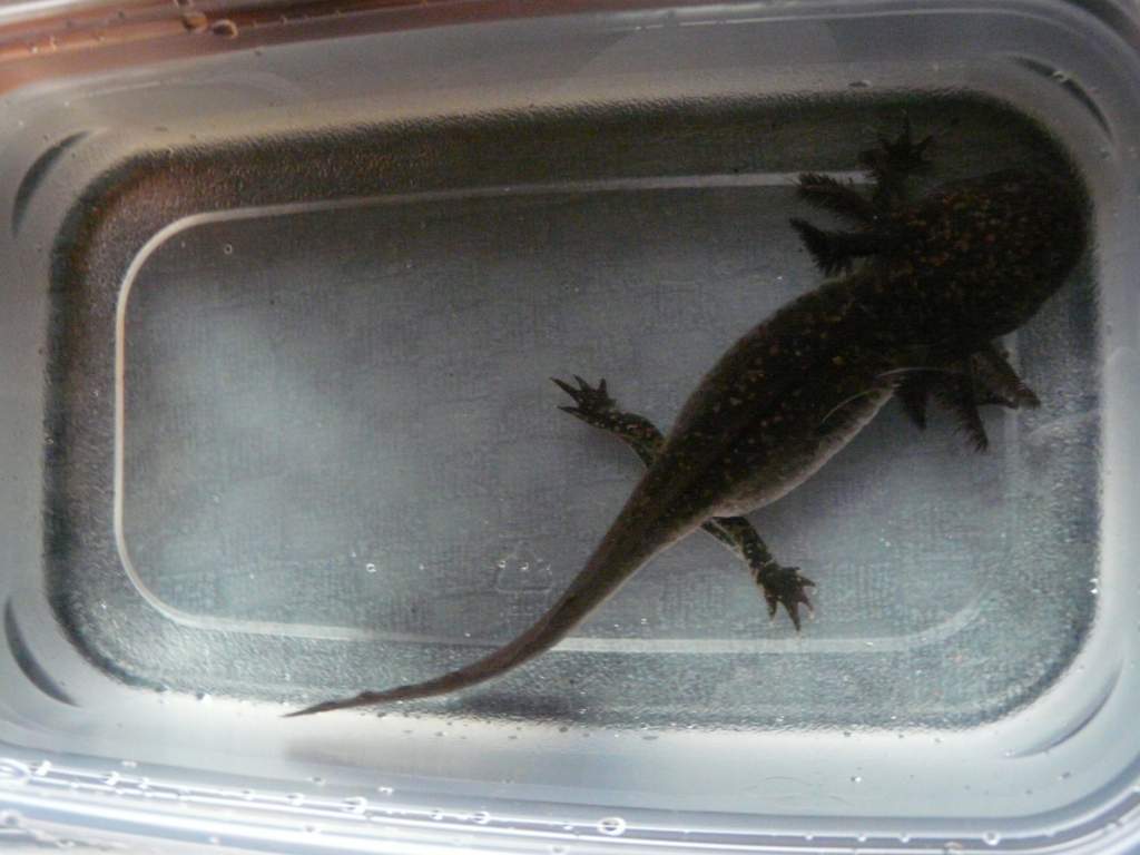 When I was transferring tanks. They got so big!