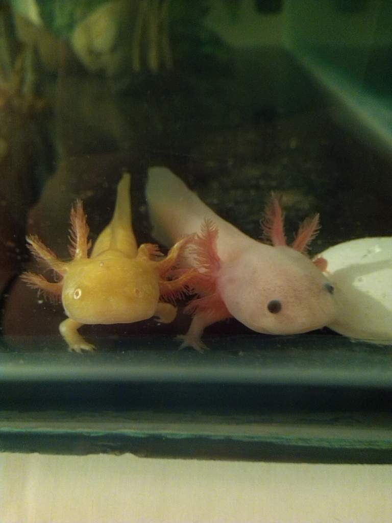 When they were little babies, a couple weeks after I got them :D
