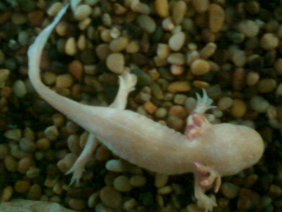when we first got mickie he was in a tall 5 gal tank with gravel on the bottom....we put him in a new 10 gal tank with sand on the bottom...