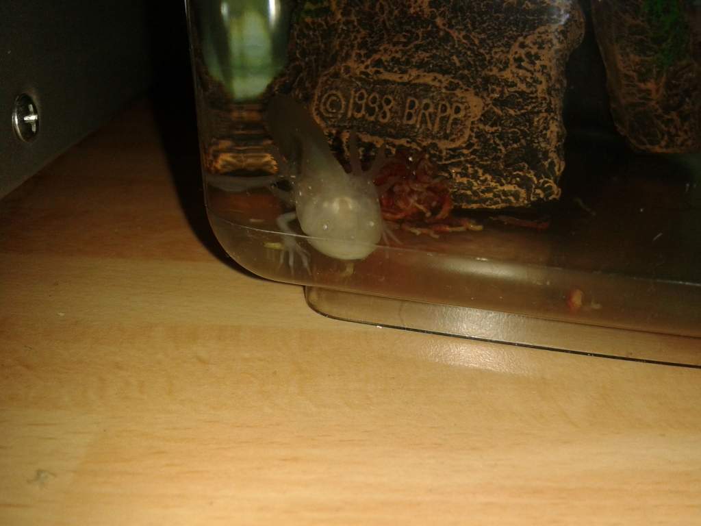 When we got him x
