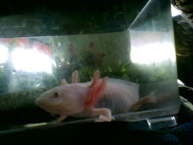 white axie to young to knowif it male or female
in its temp tank i was cleaning the tank