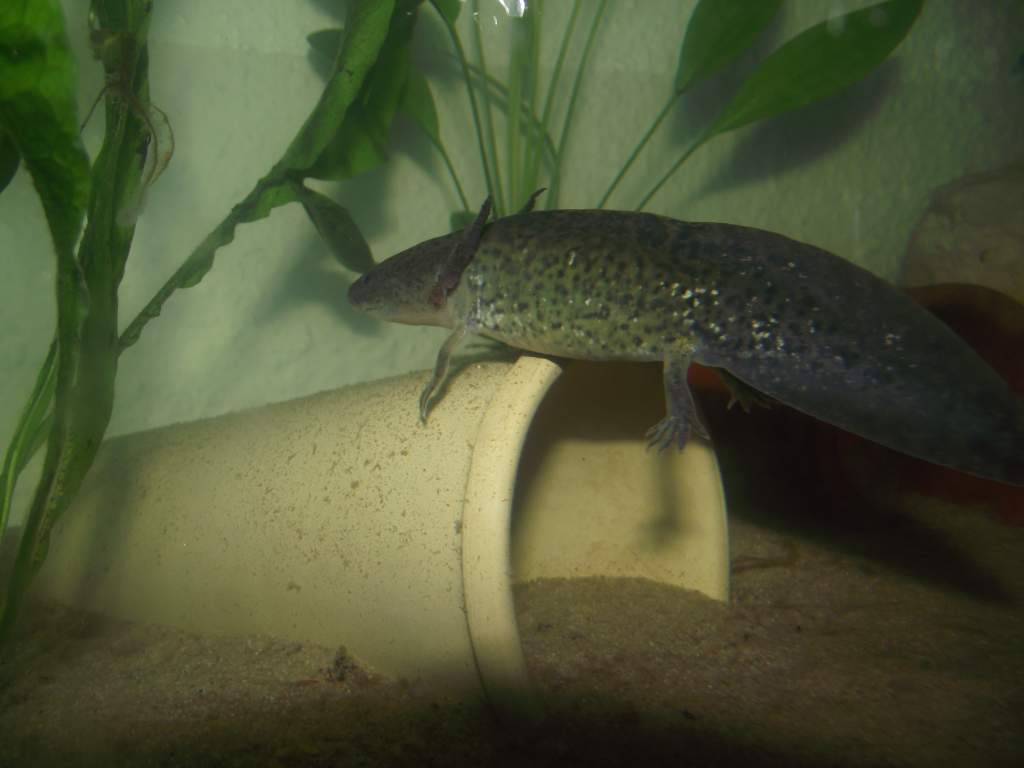White spots