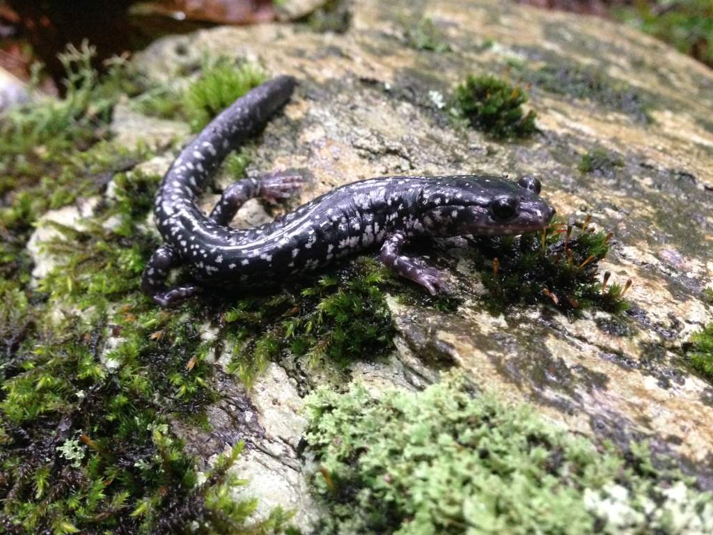 White-spotted Salamander (Plethodon cylindraceus)
