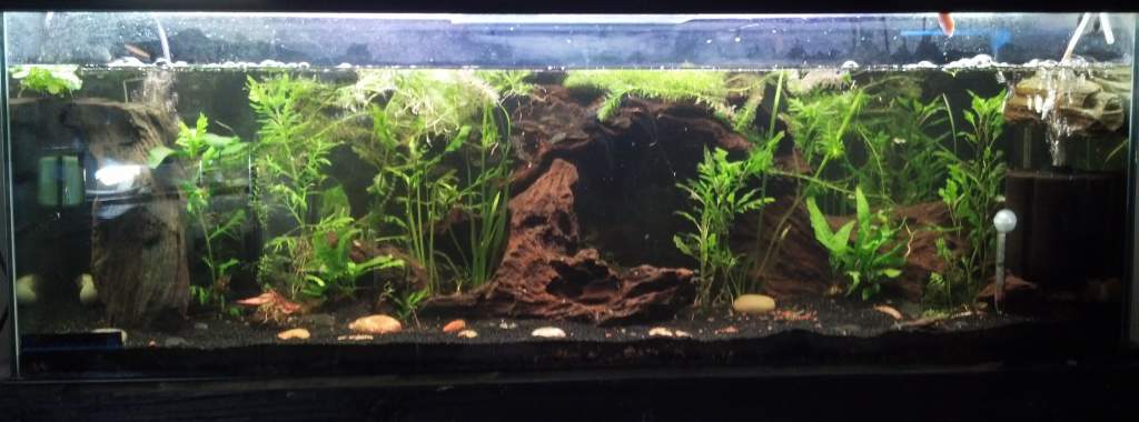 Wide angle of entire tank. Plants still need to grow out a bit.