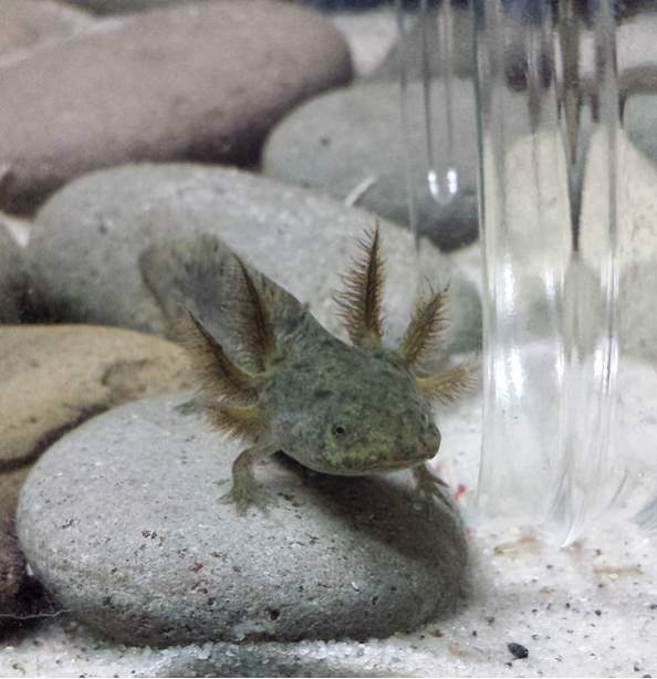 Wild type axie about 2 weeks after I got it, growing fast!