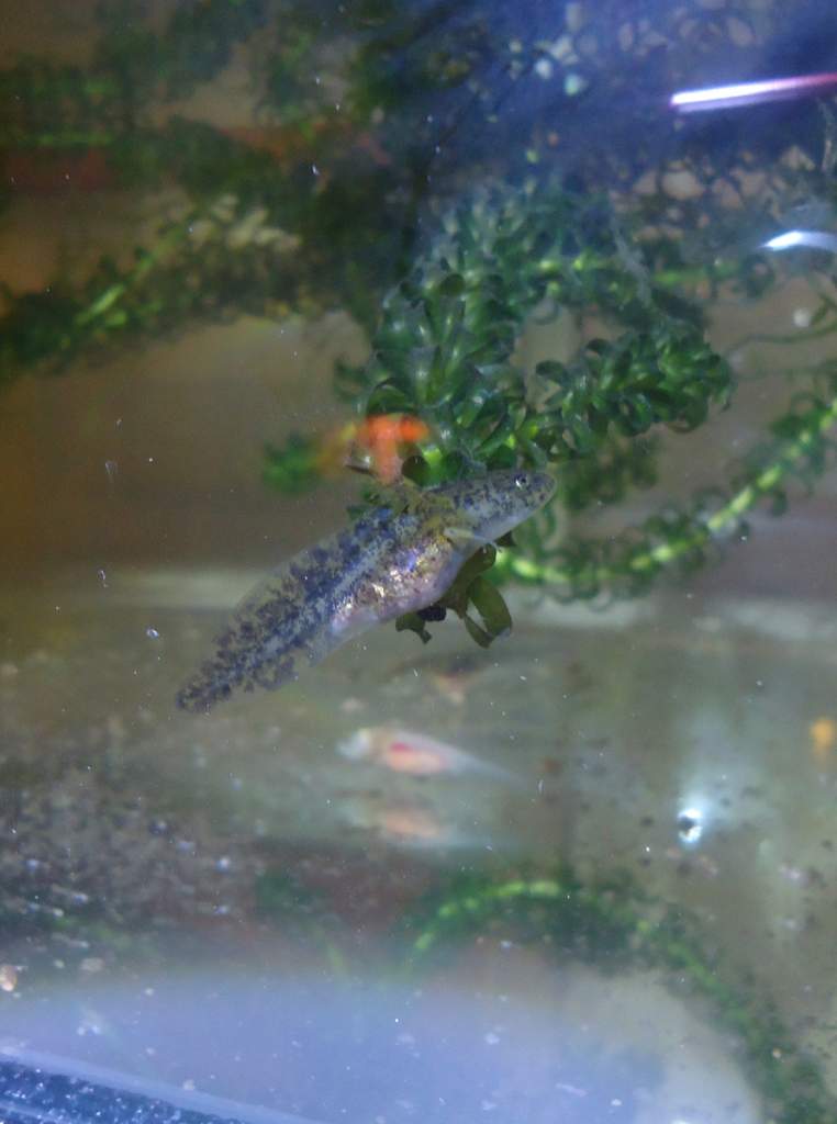 Wild type hatchling 4-5 weeks old