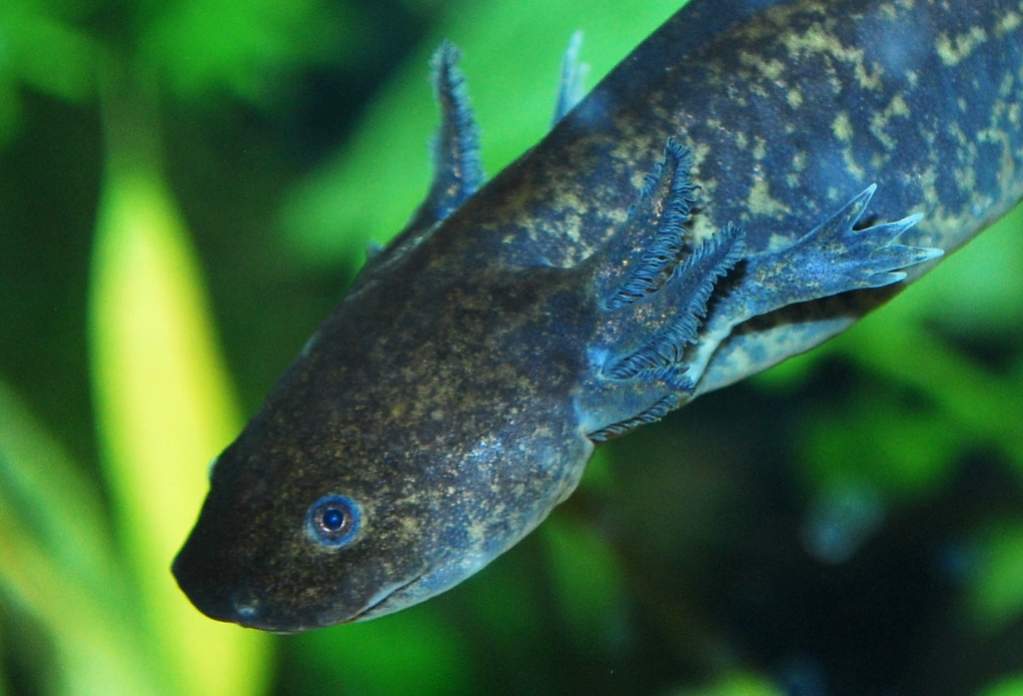 Wild Type - mid-swim