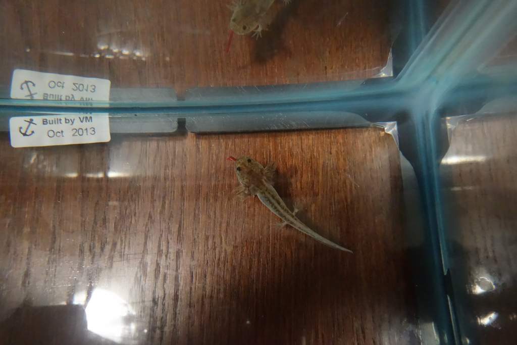 Wild type mutation causing extra gills