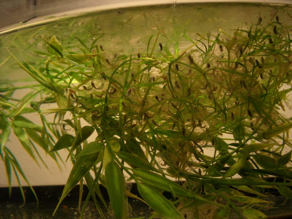Wildtype and possibly melanoid eggs