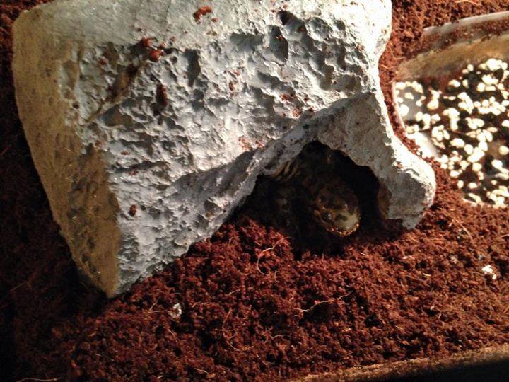 Will he come out?