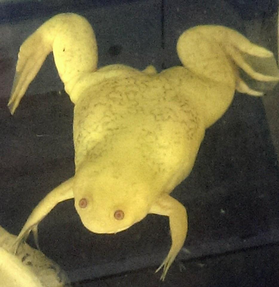 Wilma now at 3 years old (5 inches nose to butt)
Also, she now has a reticulated pattern that darkens and fades randomly!