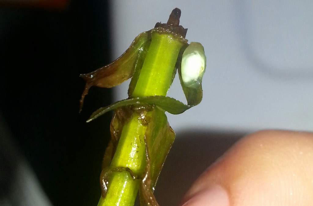 With Flash