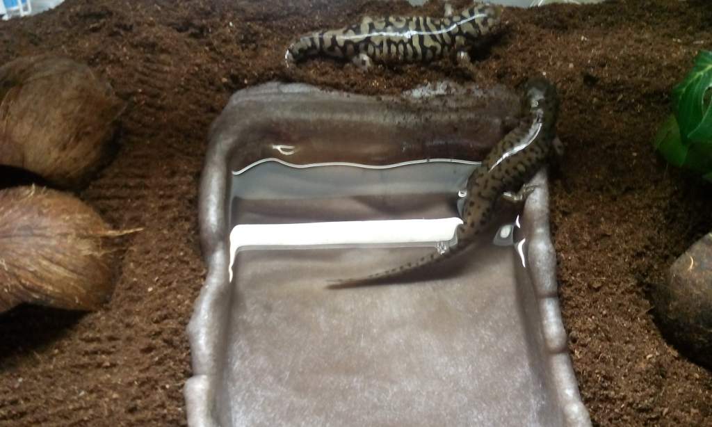 Won't stay clean for long but soak dish is better buried.