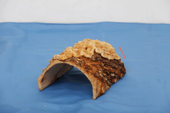 Wooden Hides
It can keep in the reptile home to hide for them..It made by rubber trees.
These have three sizes.First one is 15cm,seconed one is 20cm,t