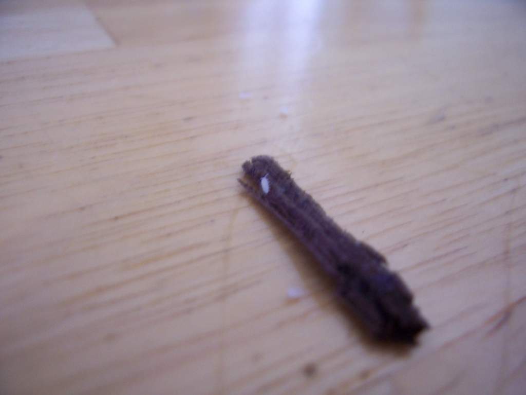 Woodlouse (just left the safety of mother's underside)