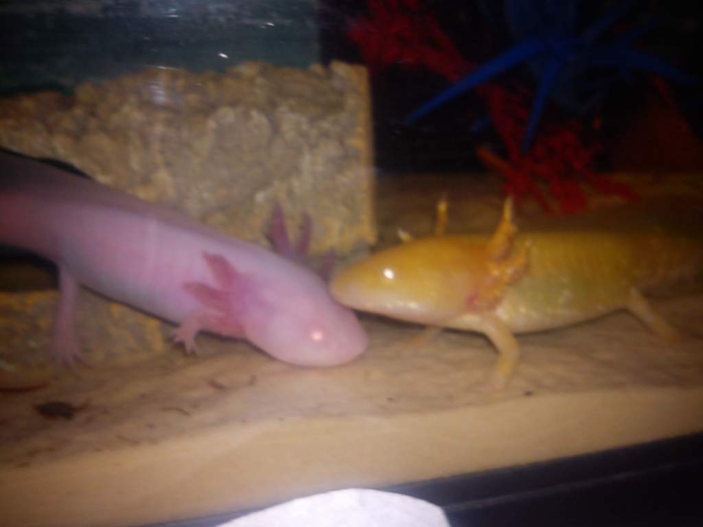 wooper and lance being curious