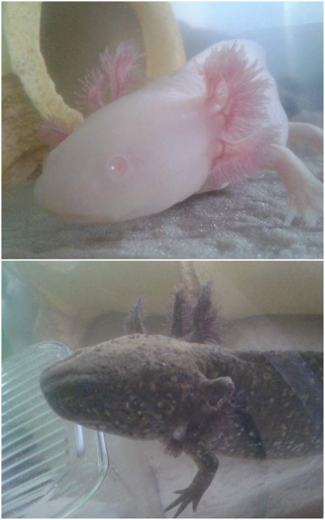 wooper and stumpy