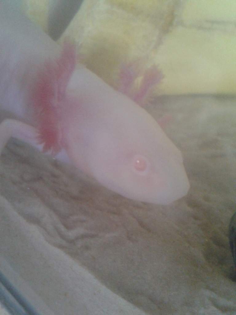 wooper trying to pretend the camera isnt there