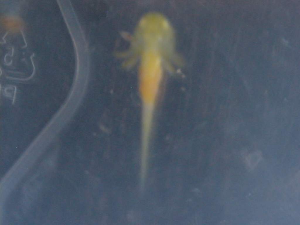 Wooper