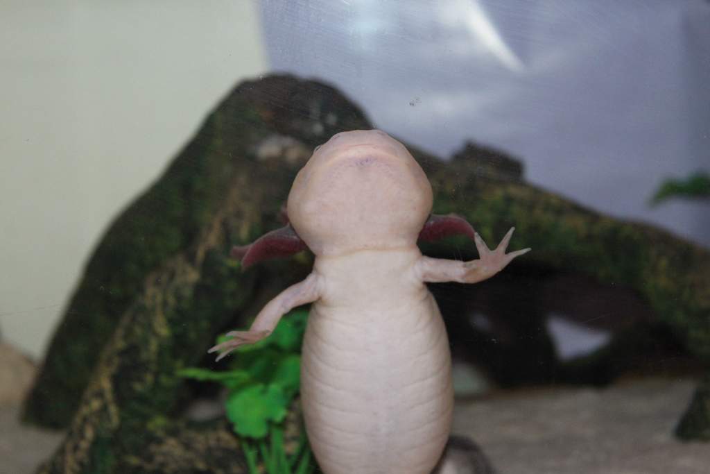 Wooper