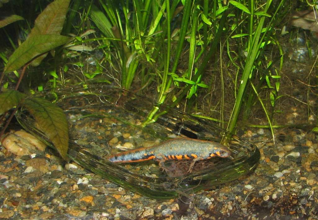 worm feeding frenzy